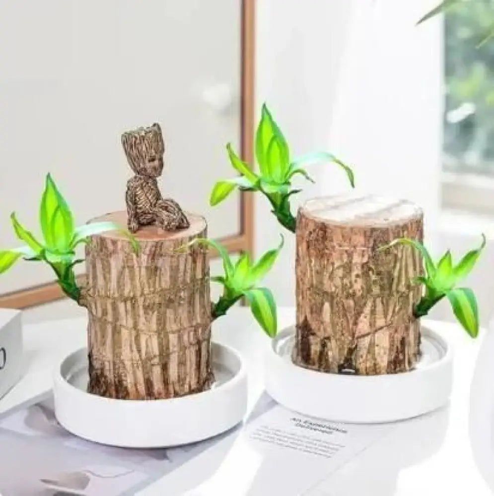 Brazilian Wood Plant Pack Of 2