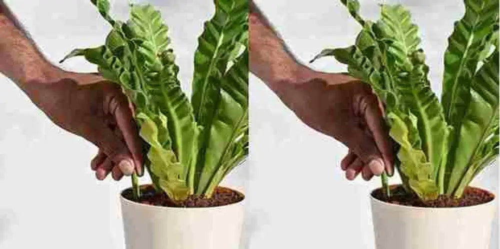 Plant Grow Fertilizer Sticks For Plants - 25 Stick Pack of 2