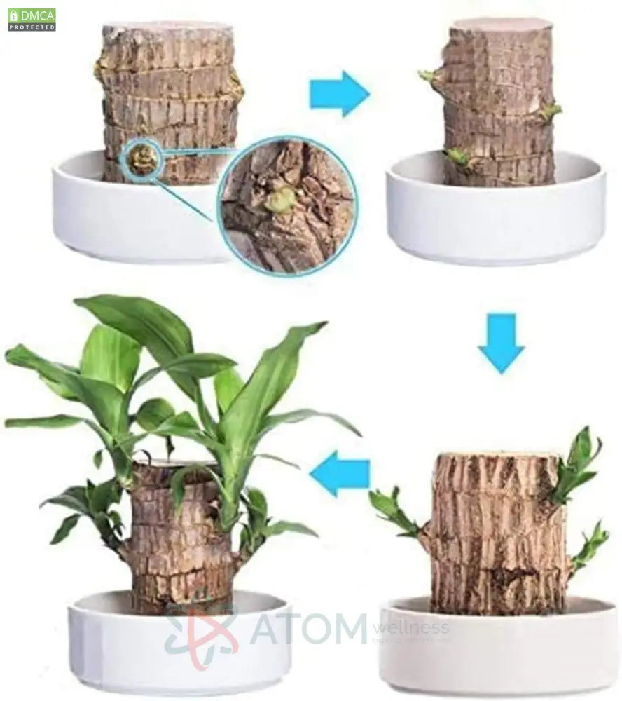 Brazilian Lucky Wood Mini Home Plant Decorations