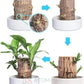 Brazilian Lucky Wood Mini Home Plant Decorations