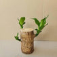 Brazilian Lucky Wood Mini Home Plant Decorations
