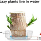 Brazilian Lucky Wood Mini Home Plant Decorations