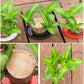 Brazilian Lucky Wood Mini Home Plant Decorations
