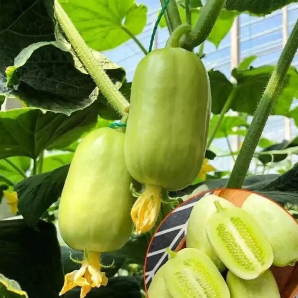Cucumber-Golden Boy Lady Cucumber – Cart.atomwellness