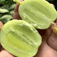 Cucumber-Golden Boy Lady Cucumber