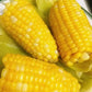 Japanese Milk Corn Seeds | Gourmet Sweet Corn for Home Gardening | Grow Your Own Fresh Milky White Corn