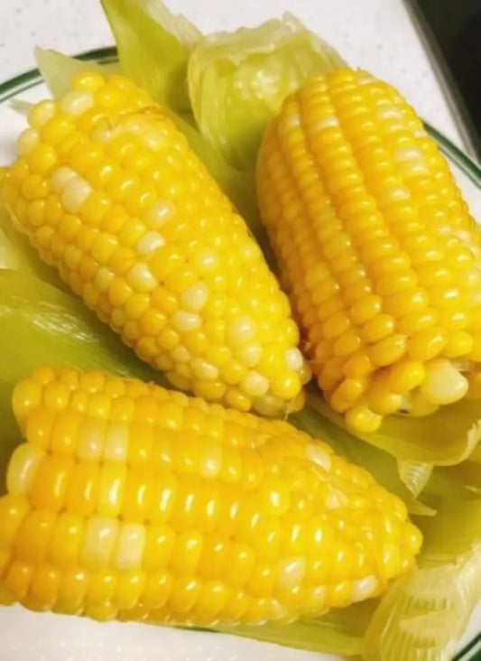 Japanese Milk Corn Seeds | Gourmet Sweet Corn for Home Gardening | Grow Your Own Fresh Milky White Corn