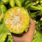 Japanese Milk Corn Seeds | Gourmet Sweet Corn for Home Gardening | Grow Your Own Fresh Milky White Corn