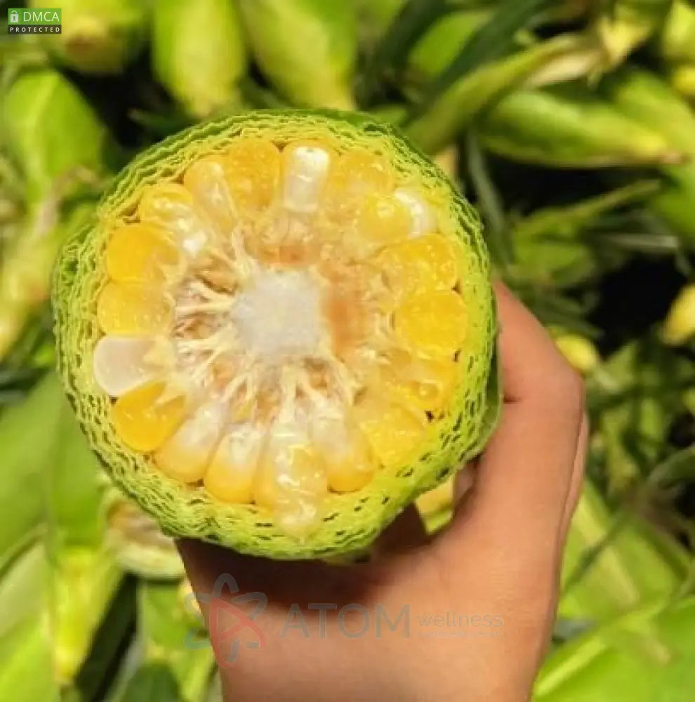 Japanese Milk Corn Seeds | Gourmet Sweet Corn for Home Gardening | Grow Your Own Fresh Milky White Corn