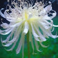 Lily Equinox Flower Bulbs Seeds